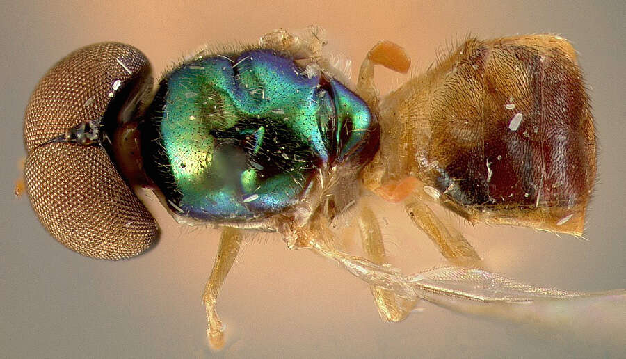 Sivun Microchrysa bicolor (Wiedemann 1830) kuva