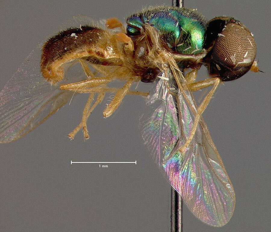 Sivun Microchrysa bicolor (Wiedemann 1830) kuva