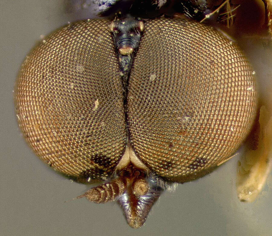 Image of Nemotelus slossonae Johnson 1895