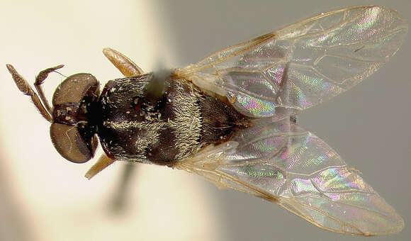 Image de Chalcidomorphina