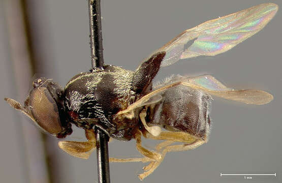 Image de Chalcidomorphina