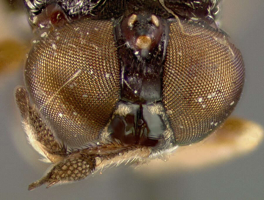 Image de Chalcidomorphina aurata Enderlein 1914