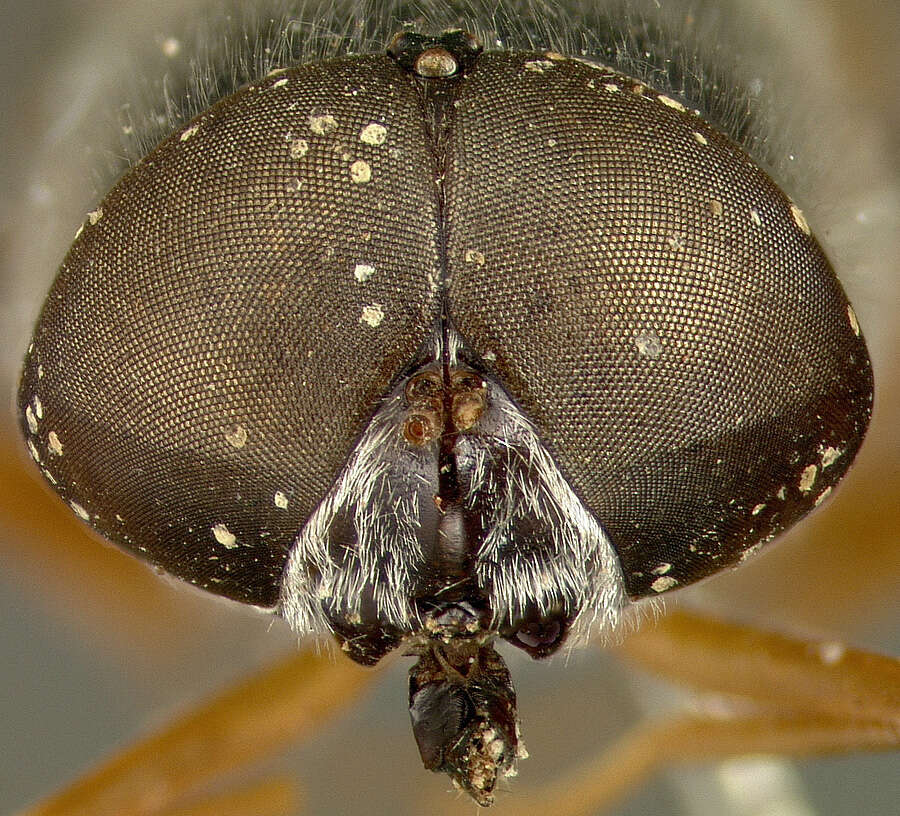 Image of Odontomyia rufipes Loew 1866