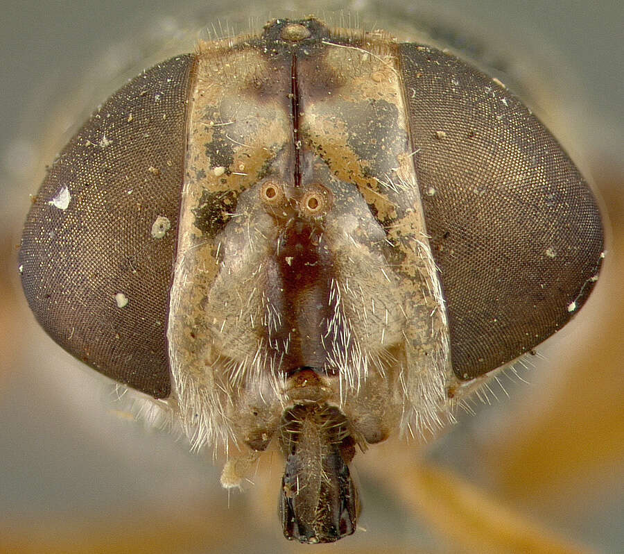 Plancia ëd Odontomyia rufipes Loew 1866