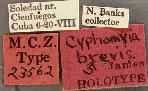 Plancia ëd Cyphomyia brevis James 1940