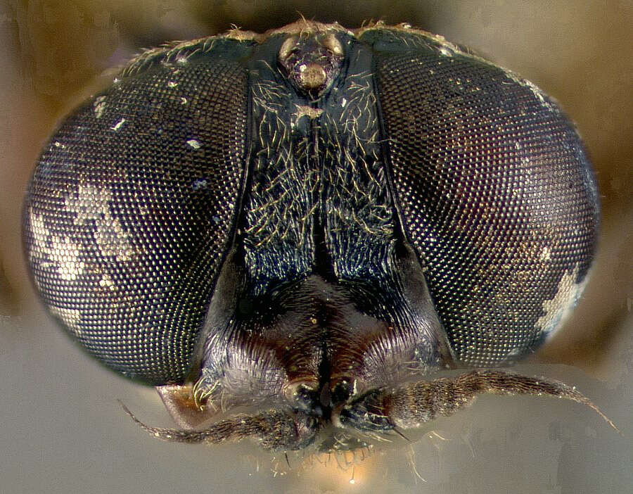 Image of Nothomyia nigra James 1942