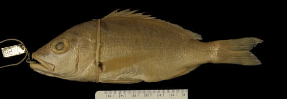 Image of Black Spot Snapper