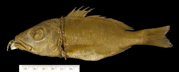 Image of Black Spot Snapper