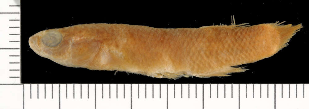 Image of Brown rivulus