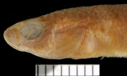 Image of Brown rivulus