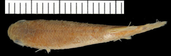 Image of Brown rivulus