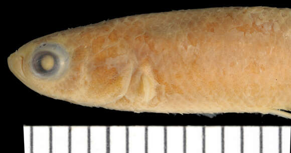 Image of Brown rivulus