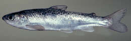 Image of Atlantic Salmon