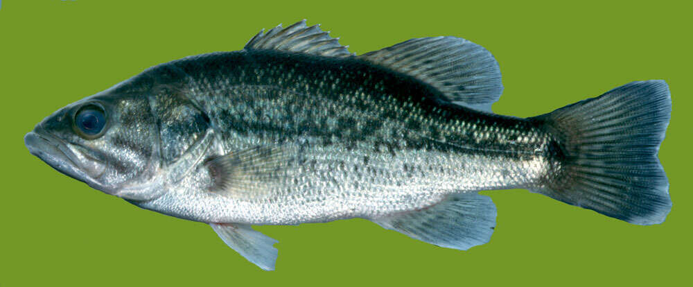 Image of black bass