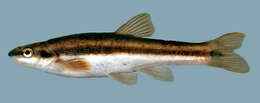 Image of Eastern Blacknose Dace