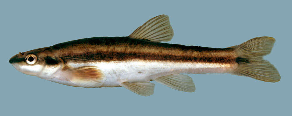 Image of Eastern Blacknose Dace