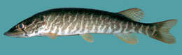 Image of Redfin Pickerel