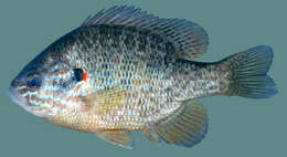 صورة Lepomis gibbosus (Linnaeus 1758)