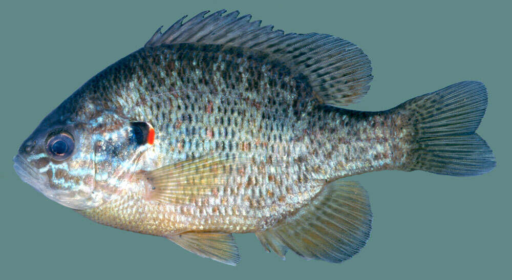 صورة Lepomis gibbosus (Linnaeus 1758)