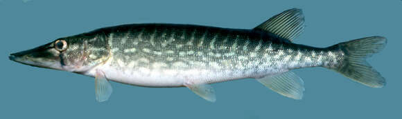 Image of Pickerel