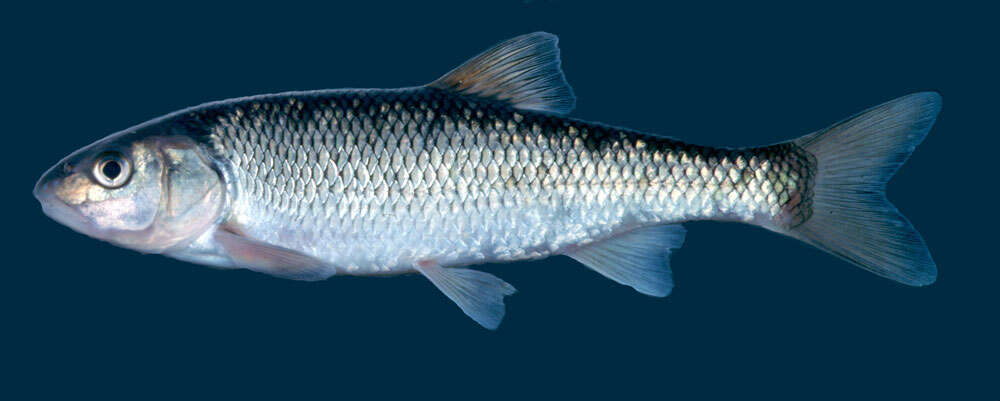 Image of Fallfish