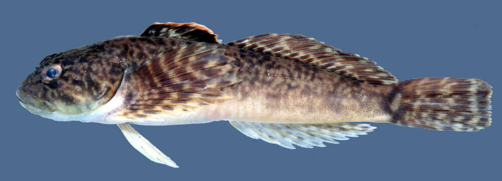 Image of Slimy Sculpin