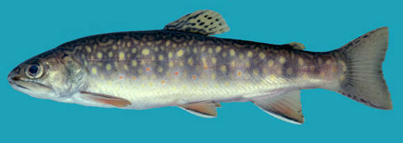 Image of brook trout