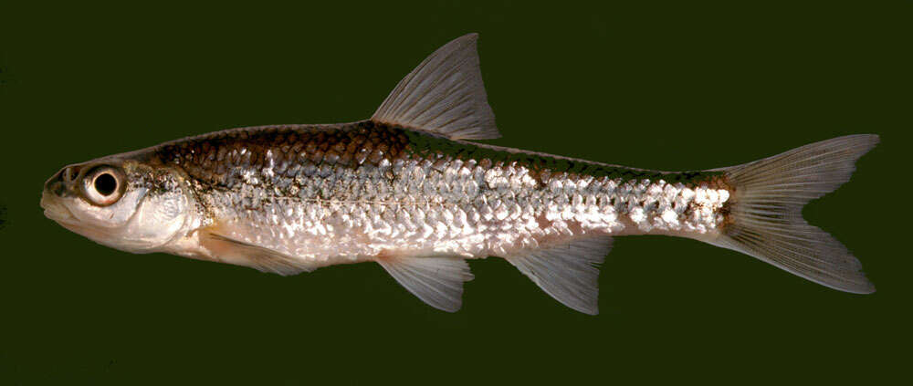 Imagem de Notropis hudsonius (Clinton 1824)