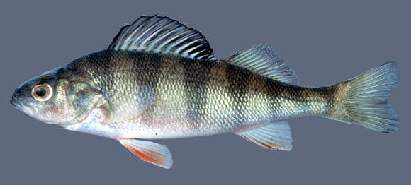 Image of Yellow Perch