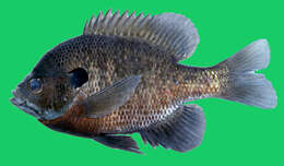 صورة Lepomis macrochirus Rafinesque 1819