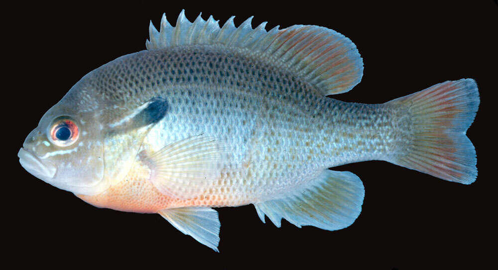 Image of Redbreast Sunfish