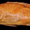 Imagem de <i>Serranus apiarus</i> Poey 1860