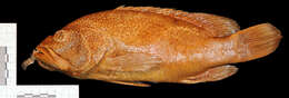 Image of <i>Serranus apiarus</i> Poey 1860