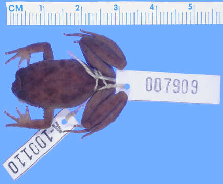 Image of Cycloramphus valae Heyer 1983