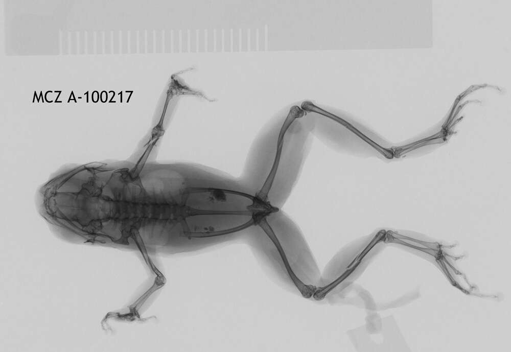 Image of Hyloxalus mittermeieri (Rivero 1991)