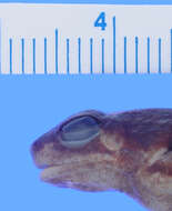 Image of Hyloxalus mittermeieri (Rivero 1991)