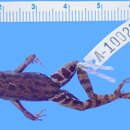 Image of Hyloxalus idiomelus (Rivero 1991)