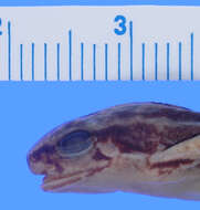 Image of Hyloxalus idiomelus (Rivero 1991)