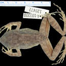 Image of Negros Cave Frog