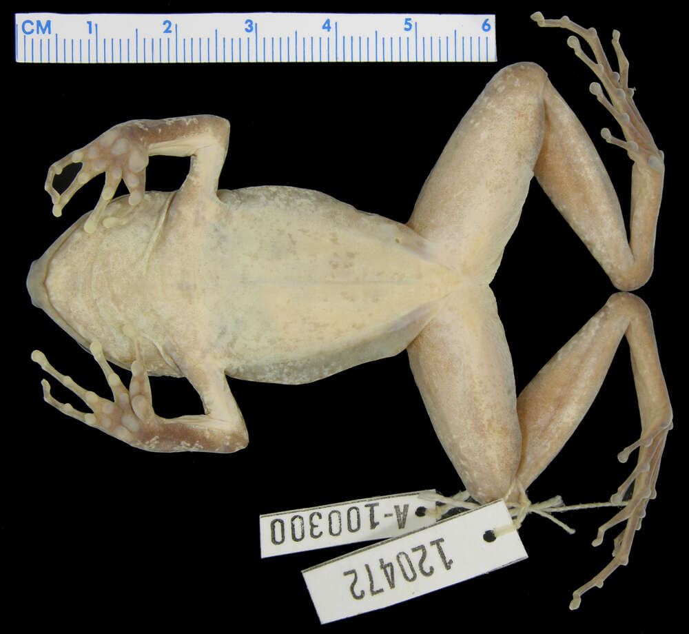 Image of Negros Cave Frog