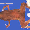 Image of Flea-frog