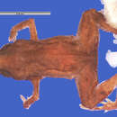 Image de Brachycephalus didactylus (Izecksohn 1971)