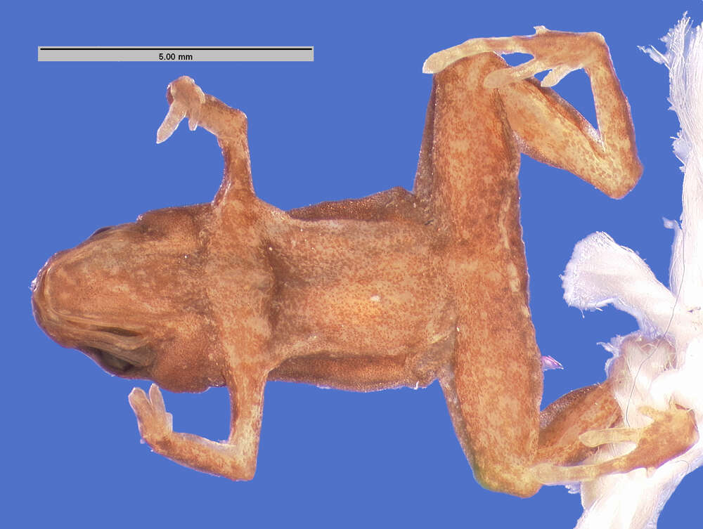 Image of Flea-frog