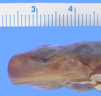 Image of Hyloscirtus psarolaimus (Duellman & Hillis 1990)