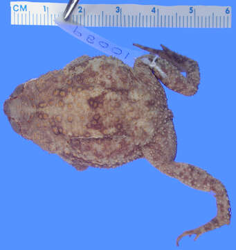 Image of Rhinella major (Müller & Hellmich 1936)