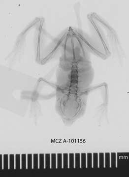 Image de Nectophryne Buchholz & Peters ex Peters 1875