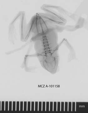 Image de Nectophryne Buchholz & Peters ex Peters 1875