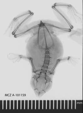 Image de Nectophryne Buchholz & Peters ex Peters 1875