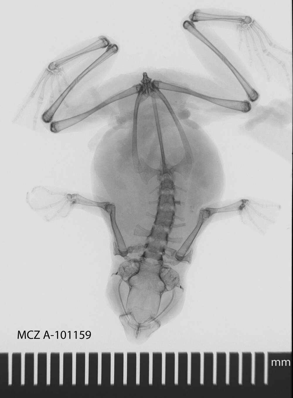 Image de Nectophryne Buchholz & Peters ex Peters 1875