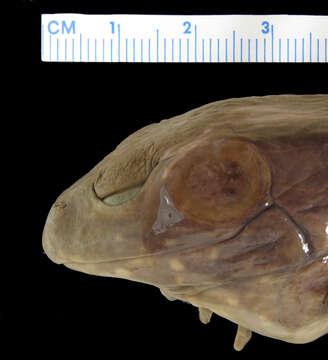 Sivun Lithobates heckscheri (Wright 1924) kuva